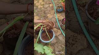 Repotting of Philodendron plowmanii Gardengoanplants compostloveexcotic [upl. by Narah]