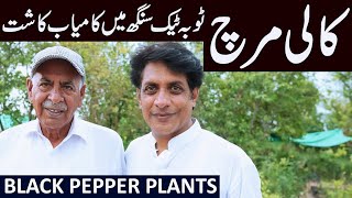 BLACK PEPPER Plants Growing in Punjab  COFFEE KEWRA Pants [upl. by Lower655]