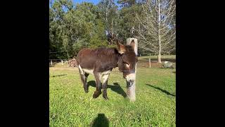 Halter training with Honky the donkey ￼ [upl. by Walton]