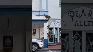 Babuinos salvajes peleando en las calles de Sudáfrica [upl. by Ailyt]