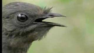 Amazing Bird Sounds From The Lyre Bird  David Attenborough  BBC Wildlife [upl. by Sivaj]