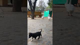 Nahan Ranital Duck vs Puppy devbhumihim [upl. by Editha]