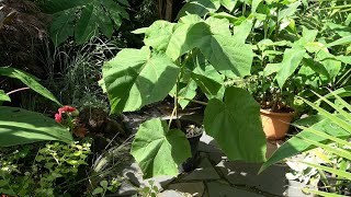 Growing a Paulownia tomentosa in a pot [upl. by Acceb396]