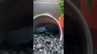 Electric Blue Crayfish Molting [upl. by Barcus153]