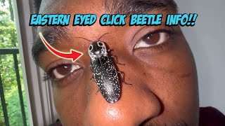 Eastern Eyed Click Beetle Info [upl. by Delisle]