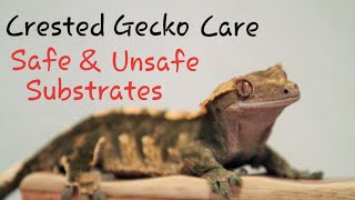 Crested Gecko Care Ep 6 Safe amp Unsafe Substrates [upl. by Allemat]