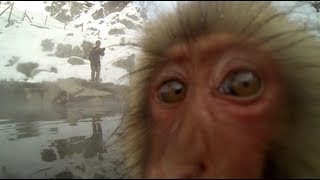 Snow Monkeys Hot Springs and a GoPro in Japan [upl. by Alaham647]