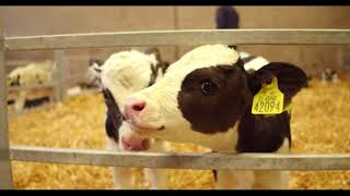 Calf Rearing  Routine Calf Management [upl. by Kalila309]