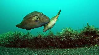 【映像記録】パンパンのお腹を揺らしながら・・キタマクラの産卵行動を見る Observe the egglaying behavior of Brownlined puffer [upl. by Hecklau]