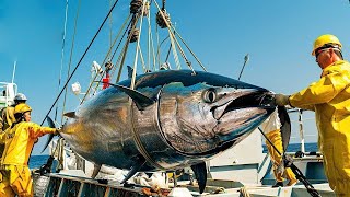 How American fishermen catch bluefin tuna catching and processing billions of tuna each year [upl. by Fisa]