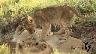 Cute cubs annoy babysitter [upl. by Alakim]