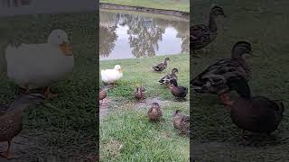 Duck Duck GOOSE [upl. by Thomajan]