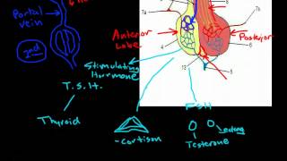 Hypothalamus amp Pituitary Physiology [upl. by Tunnell42]