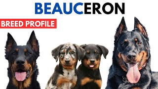 Beauceron Breed Profile History  Price  Traits  Berger de Beauce Grooming Needs  Lifespan [upl. by Yrellih]