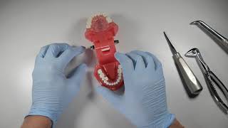 Tips For Extracting Malaligned Teeth  OnlineExodontiacom [upl. by Lleddaw443]