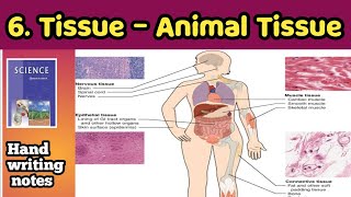 Animal Tissue Type of Animal Tissue [upl. by Bigford781]