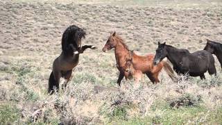 Wild Horses Fighting [upl. by Eenehs]