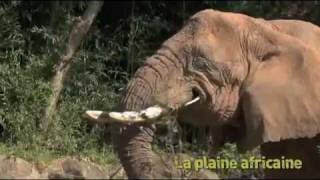 La Plaine africaine au Zoo dAmnéville [upl. by Novets]