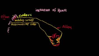 12factor determaining venous return 12 [upl. by Rhonda]