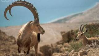 Nubian Ibex OR Arabian Ibex [upl. by Olney]