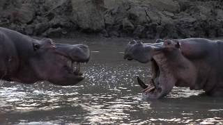 Angry and Grumpy Hippos  Turn up the sound [upl. by Sivi]