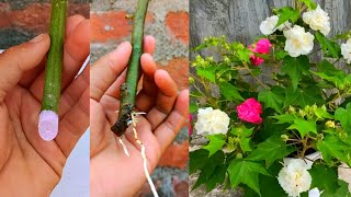 How to propagate Hibiscus mutabilis  Hibiscus mutabilis cuttings  Confederate Rose [upl. by Esorbma39]