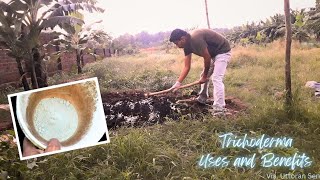 Trichoderma  What is Trichoderma  Uses and Benefits  ट्राइकोडर्मा अनुकूल फफूंद  कवक [upl. by Donoho625]