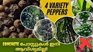 ചിലവ് ചുരുക്കാം വിളവ് കൂട്ടാം Cost Effective Blackpepper Cultivation Method [upl. by Natsirhc]