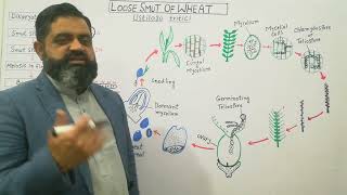 Loose Smut of Wheat Urdu Hindi medium profmasoodfuzail  Life cycle of Ustilago tritici [upl. by Atniuq]