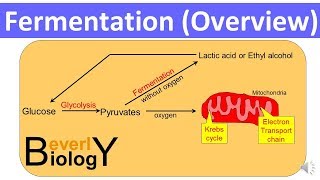 Fermentation Overview updated [upl. by Asennav760]