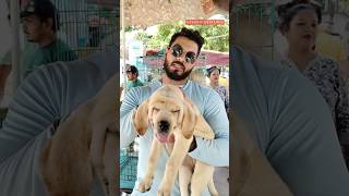 Pet Market Kolkata 😍lowest price puppy dogShrirampur dogs shorts viral dog dogs doglover [upl. by Jobye]