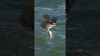 Crazy Osprey grabs huge catfish and almost gets dragged under bird osprey Glad I’m not a fish [upl. by Aneeras]