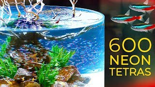 600 Neon Tetras— CRAZY Schooling Behavior [upl. by Esej]