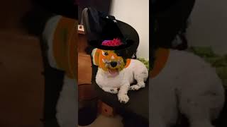 🐾✨🎉🎃FELIZ🐶HALLOWEEN🎊💥✨🐾🐦‍🔥🦤🦦🪺🔥🪄📯🕸️🕷️💀👽 🎃🧡🐾halloween [upl. by Croner]