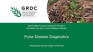 Growing Pulses in 2020  Pulse Disease Diagnostics [upl. by Shanda]