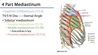 Mediastinum [upl. by Ackler]