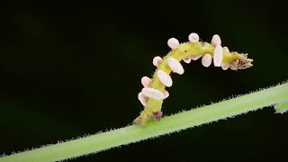 Caterpillar Infested With Mind Controlling Wasp Larvae [upl. by Adianes854]