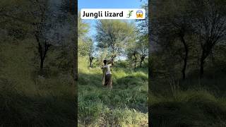 Jungli shikar lizard 🦎 animals humor hunting frmar entertainment farming foryou amazongrow [upl. by Safko]