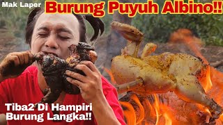 MAK LAPER PUYUH ALBINO BAKAR [upl. by Barrie]