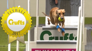 Flyball  Team Quarter Finals  Crufts 2017 [upl. by Nayhr]