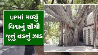 Worlds oldest Banayan Tree યુપીના બુલંદશહેરમાં મળ્યું વિશ્વનું સૌથી જૂનું વડનું ઝાડ ઉંમર 500 વર્ષ [upl. by Nagorb470]