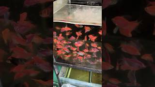 Glow tetra… aquariumfish aquarium shorts [upl. by Dino346]