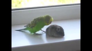 quotджунгарский хомячокquot VS quotпопугайquot quot Jungar hamster quot VS quot parrot quot [upl. by Alfeus110]