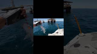 C amp R SEA BREAM kuwait MudAndWavesTV fish الكويت SeaFalconLure DJI [upl. by Witcher]