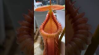 Nepenthes Edwardsiana carnivorousplant nepenthes pitcherplant houseplants plants plantlover [upl. by Harberd]