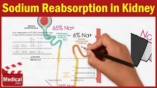 Pharmacology CVS 6 Renal Physiology amp Sodium Reabsorption in Kidney MADE EASY [upl. by Lomaj208]