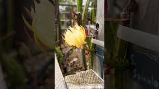 Selenicereus Spinulosis Bloom selenicereus dragonfruit dragonfruitflower pitahaya babydragon [upl. by Annaoy]