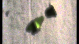 Moth Trapping Malaysia with family and friends April 2012wmv [upl. by Pedro145]