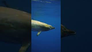 Blainevilles beaked whales [upl. by Harwell]