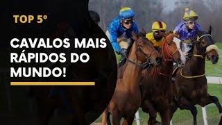 TOP 5 RAÃ‡AS DE CAVALOS MAIS RÃPIDOS DO MUNDO  MUNDO PECULIAR [upl. by Lupita832]